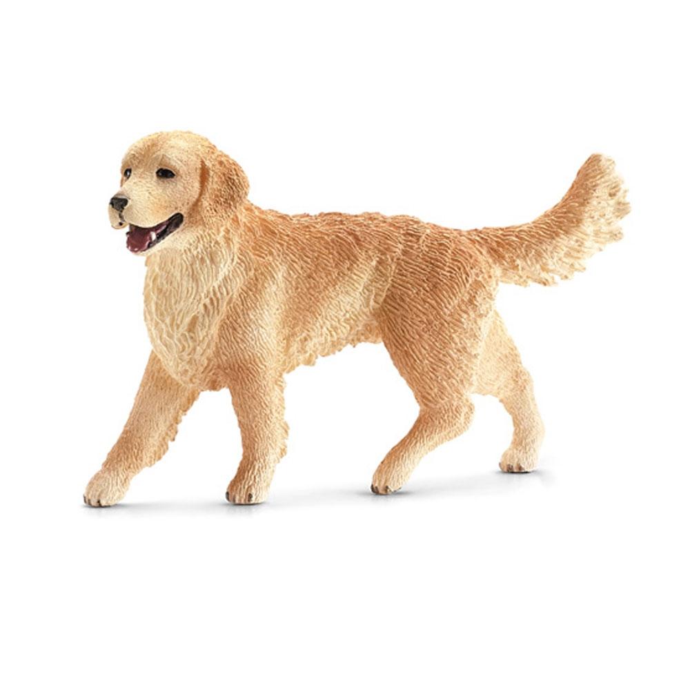 golden retriever femmina