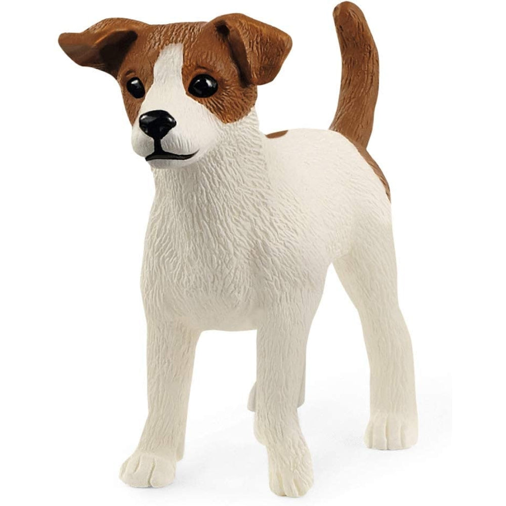 jack russel terrier