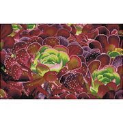 succulents - diamond dotz squares dq9.008 52x32cm