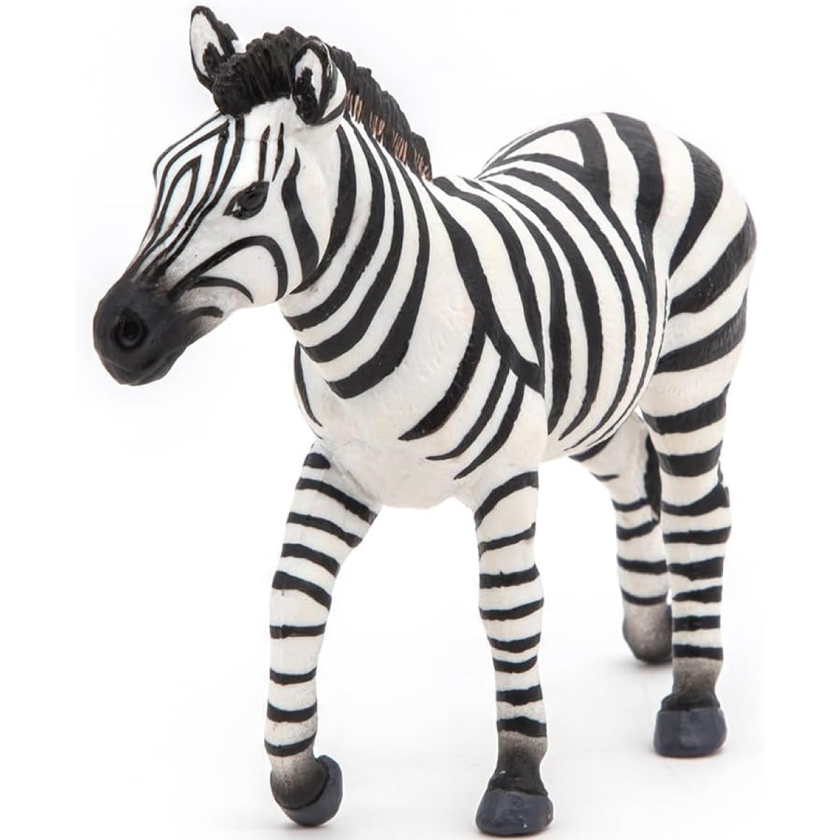 zebra maschio