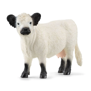 mucca galloway