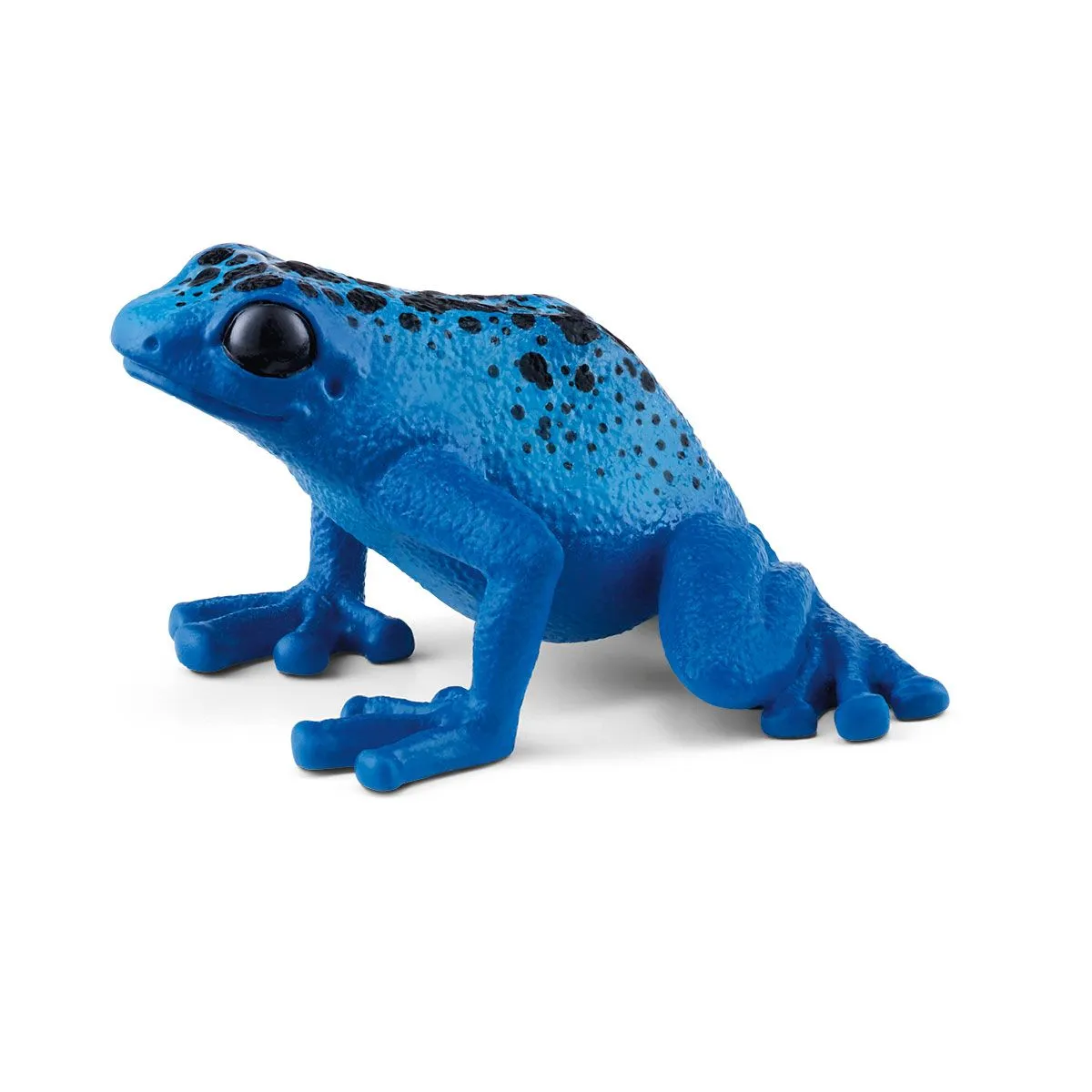 rana freccia blu