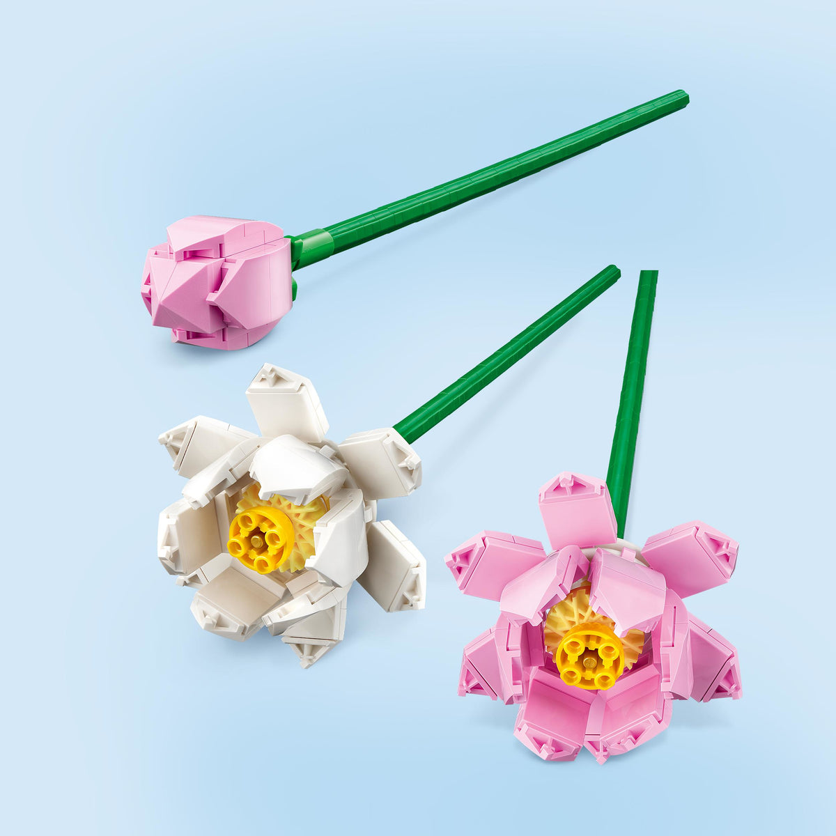 40647 - fiori di loto