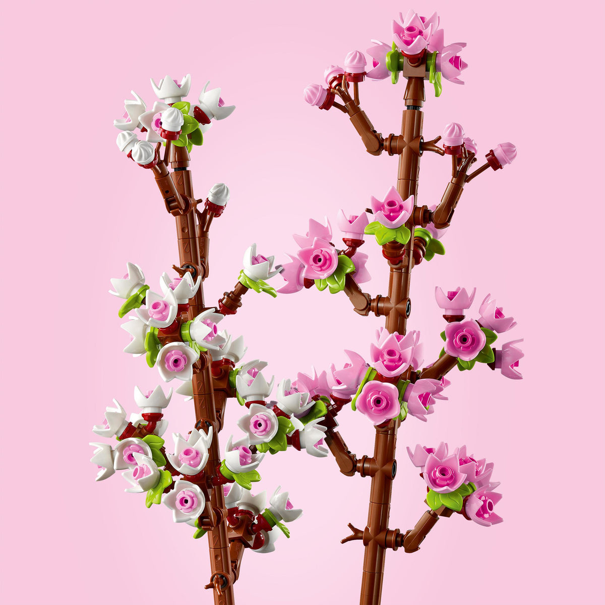 40725 - fiori di ciliegio