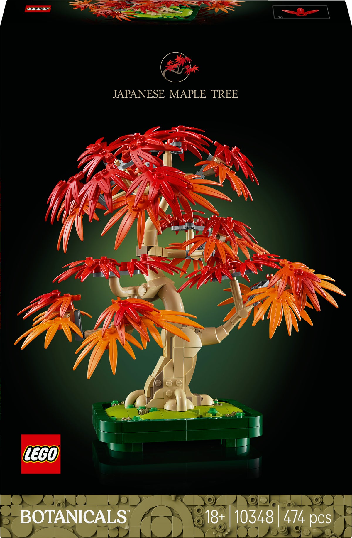10348 - bonsai di acero rosso giapponese