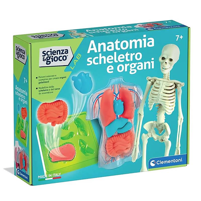 scienza & gioco lab - anatomia scheletro e organi