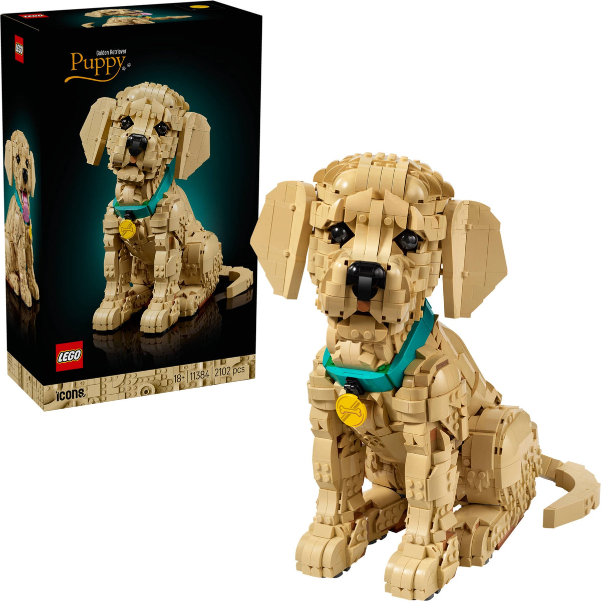 11384 - cucciolo di golden retriever