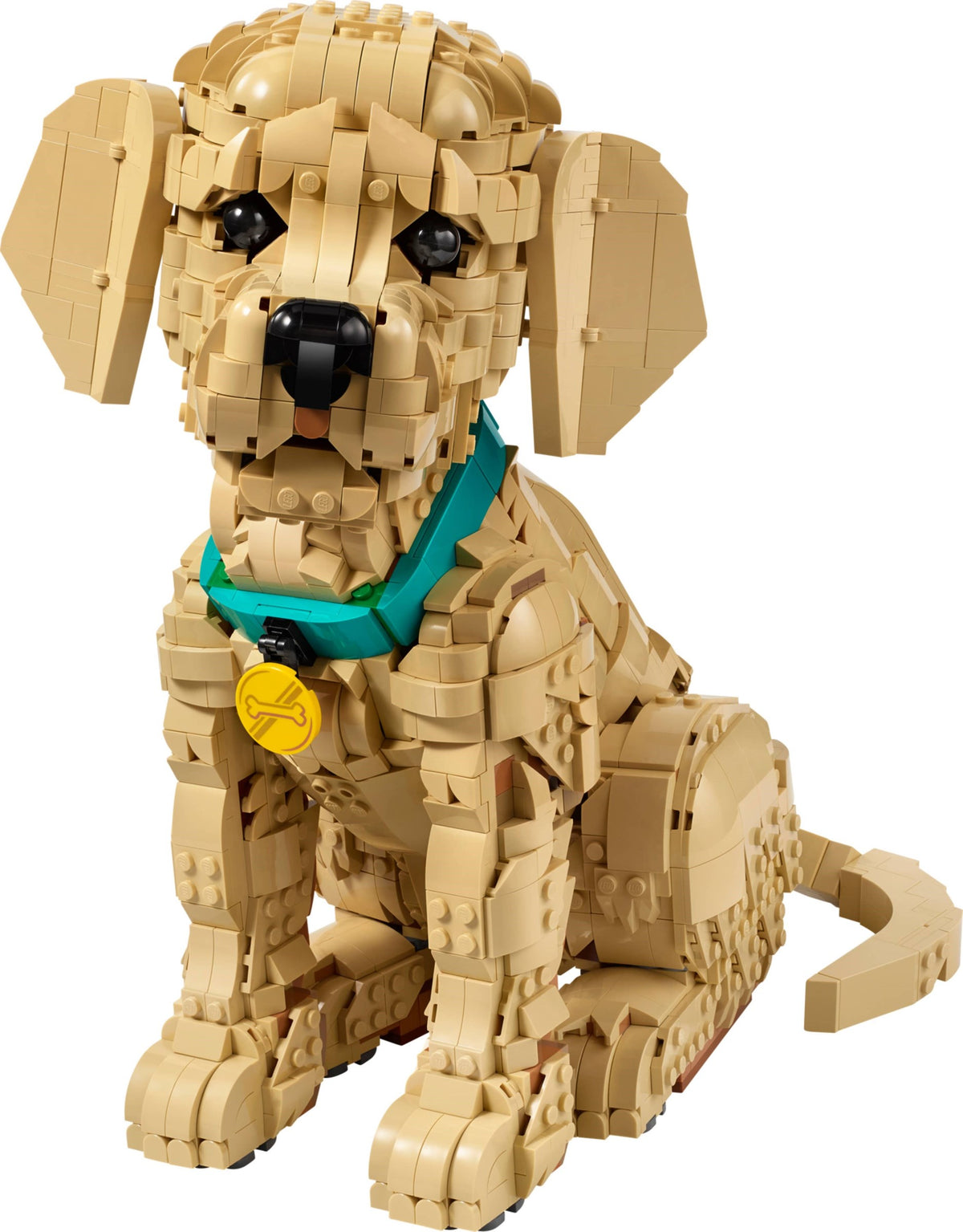 11384 - cucciolo di golden retriever